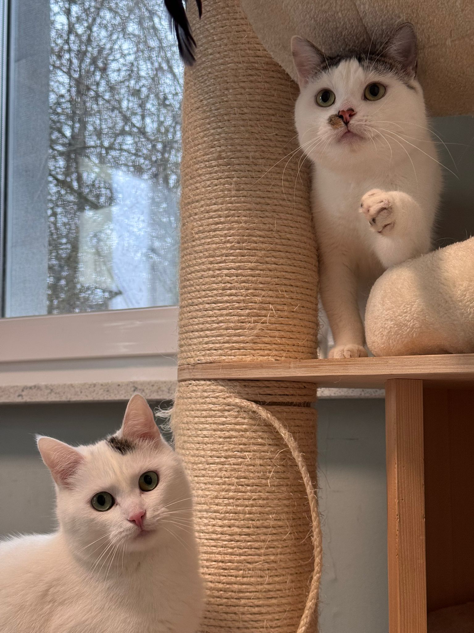 Penny und Flips (reserviert)