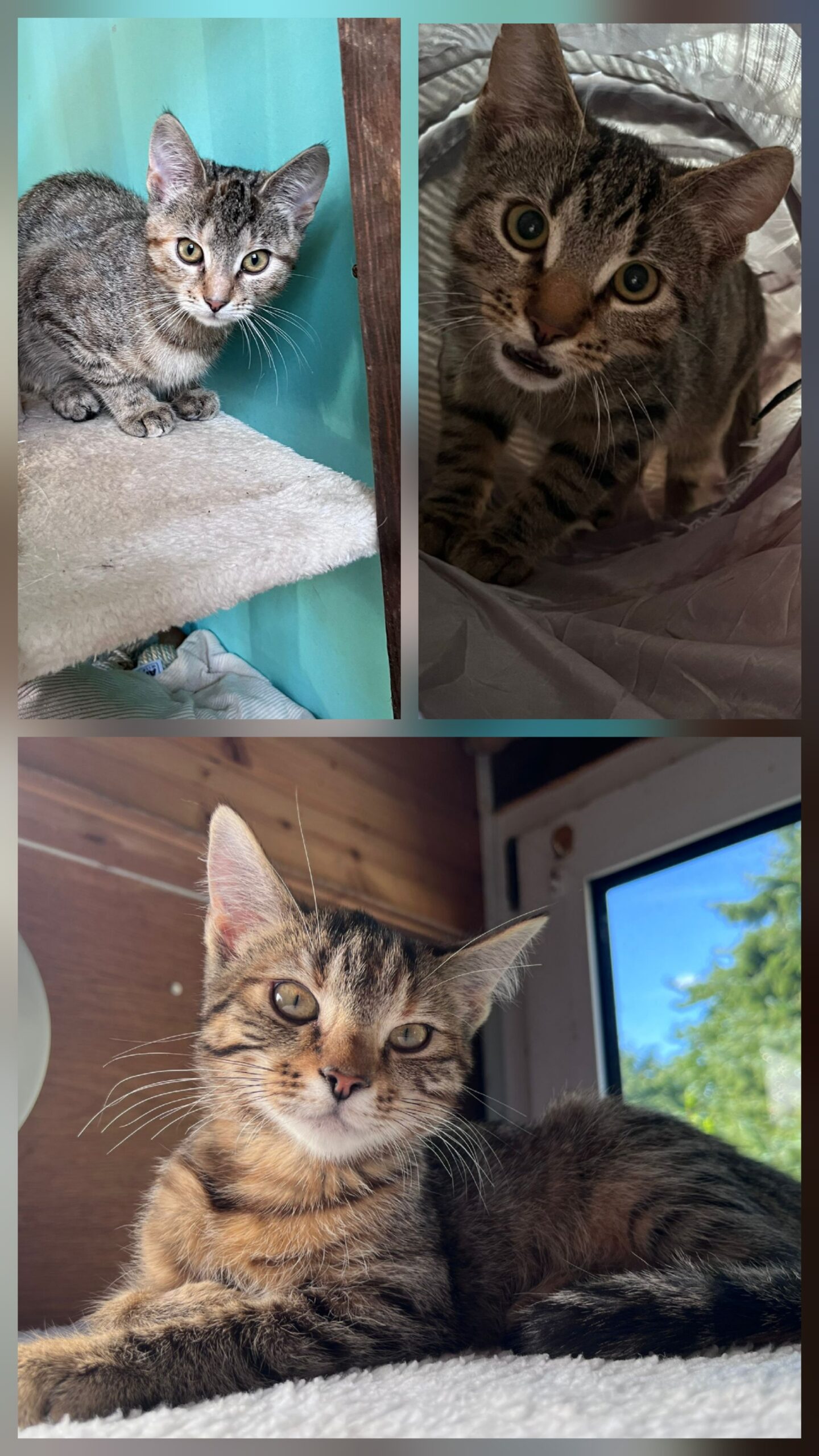 Hanni, Nanni und Kirk
