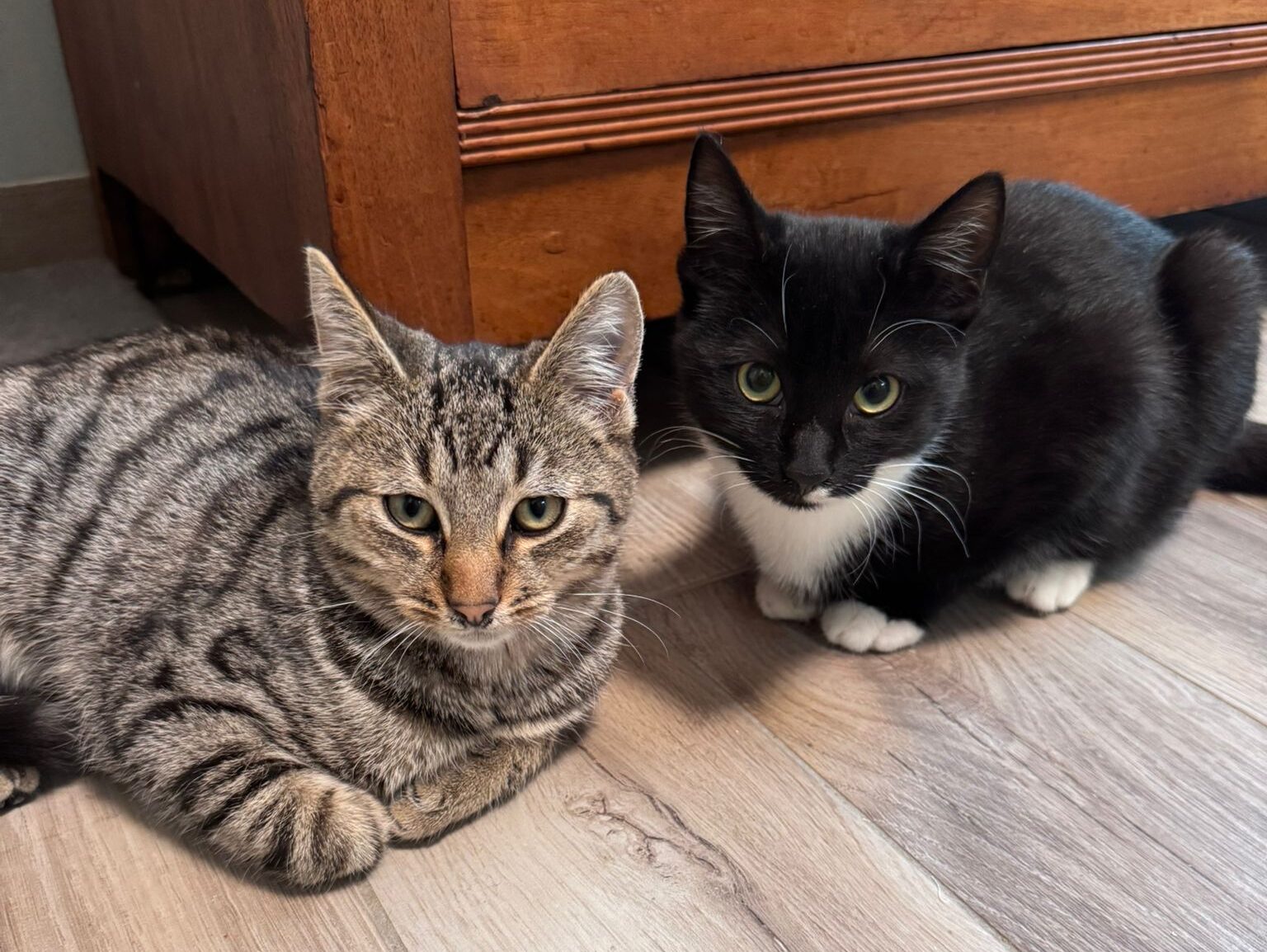 Lotte und Maki (reserviert)