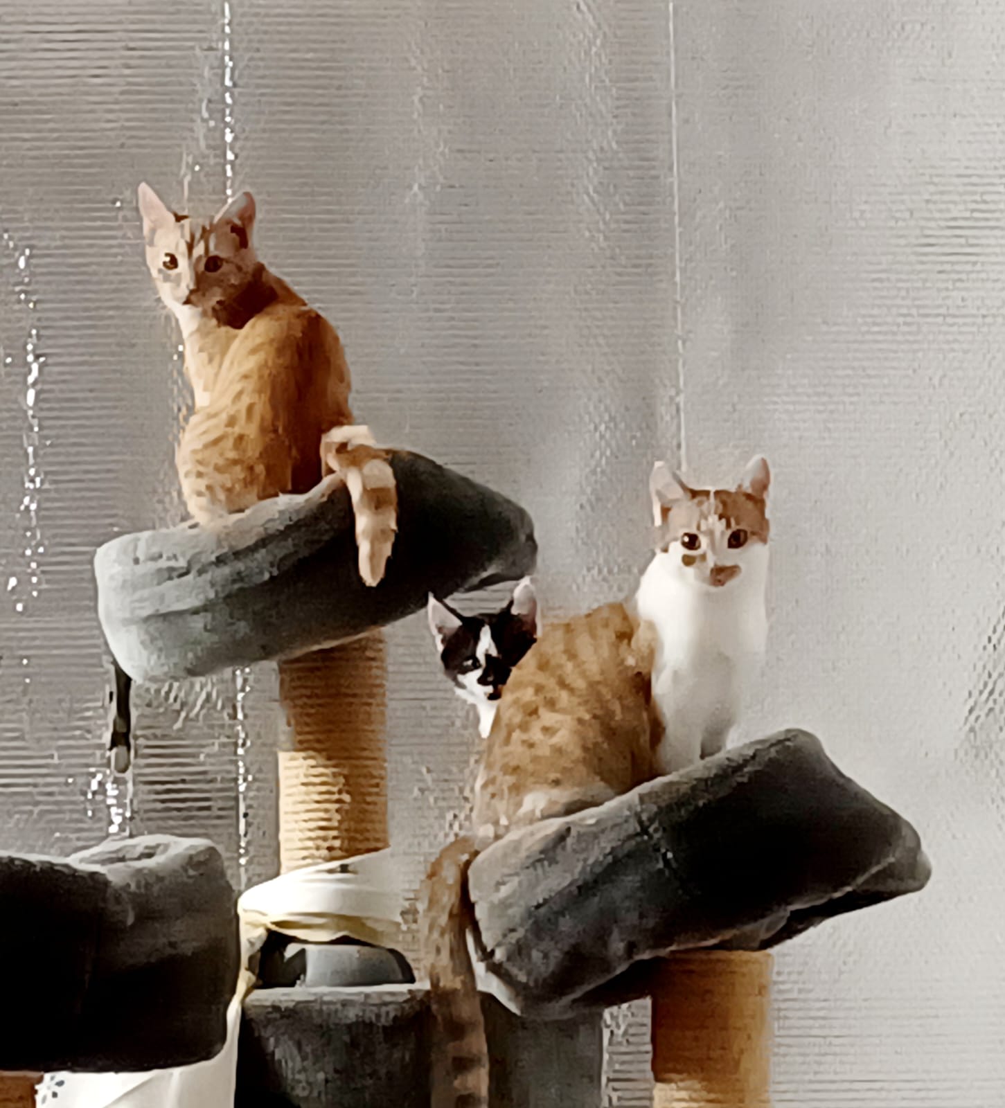 Boris, Bobby und Funzel (Vermittlungshilfe)