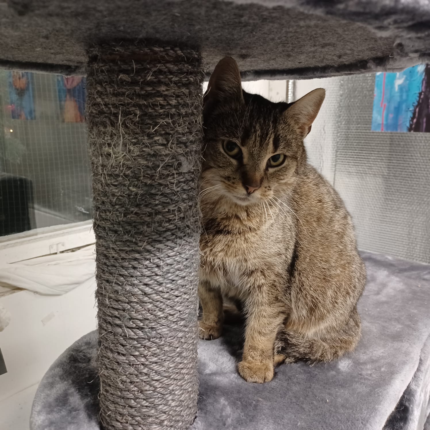 Molly (Vermittlungshilfe)