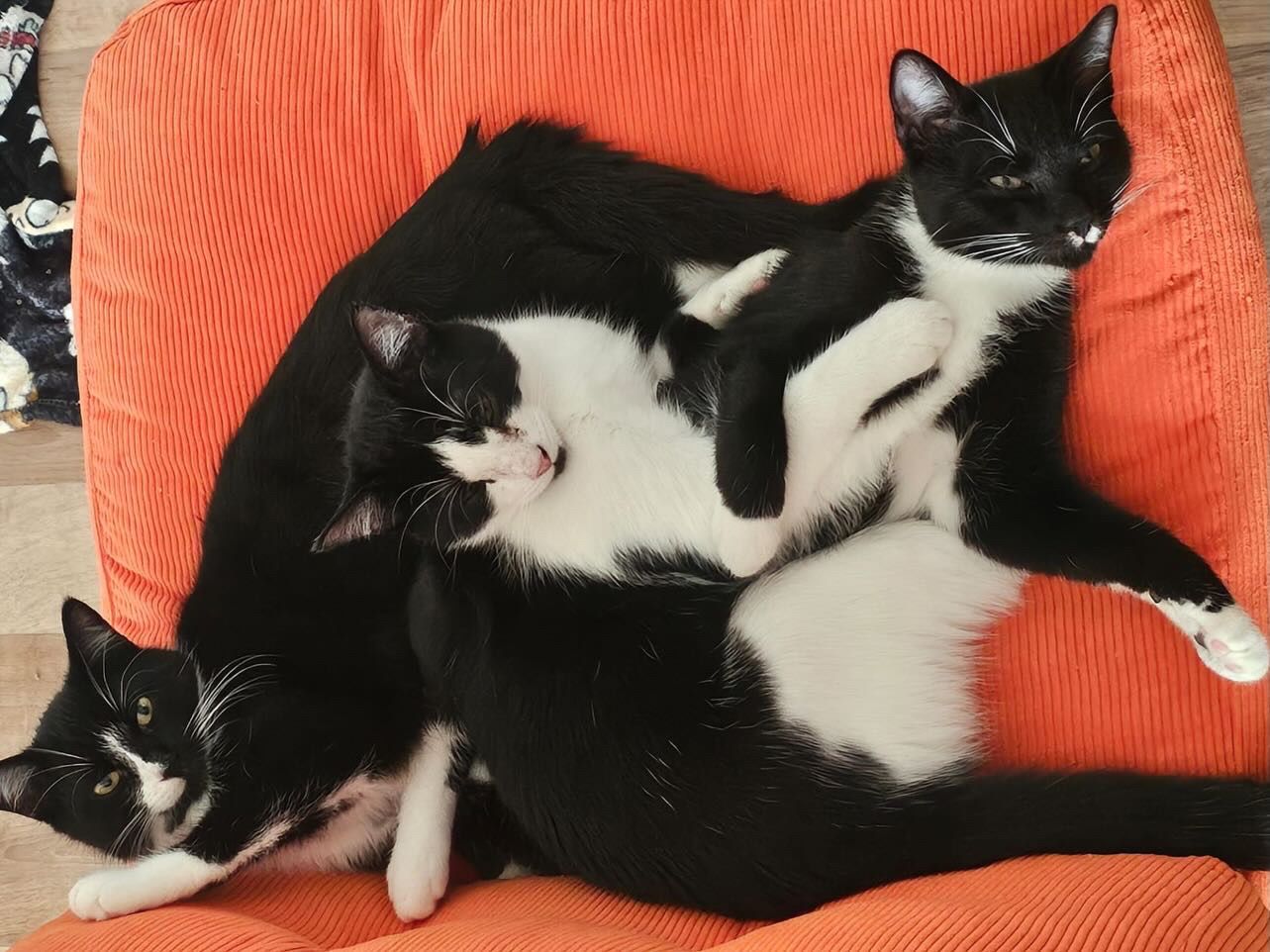 Tom, Jerry und Butch